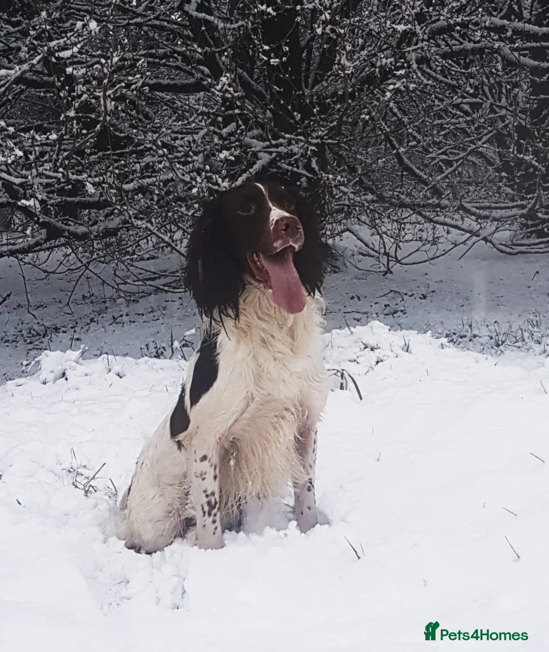 English Springer Spaniel dogs for stud: EXCEPTIONAL KC Reg springer spaniel stud in Accrington - Advert 4