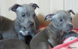 Staffordshire Bull Terrier dogs for sale: 🧸 Adorable Staffy puppies 🧸 - Image 10