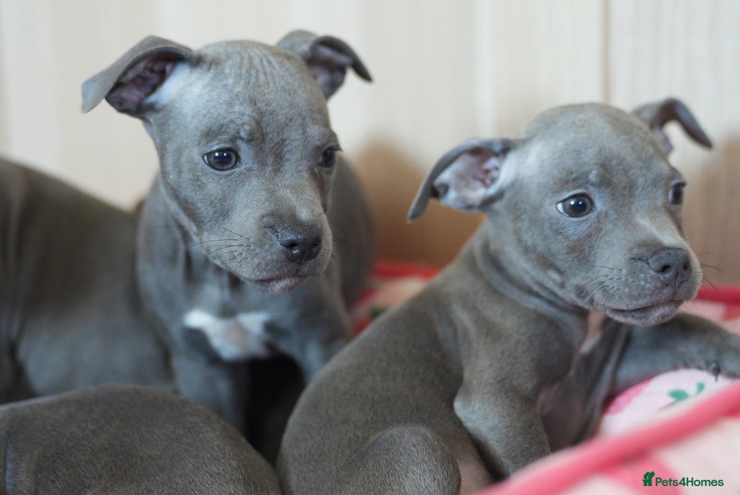 Staffordshire Bull Terrier dogs for sale: 🧸 Adorable Staffy puppies 🧸 - Image 10