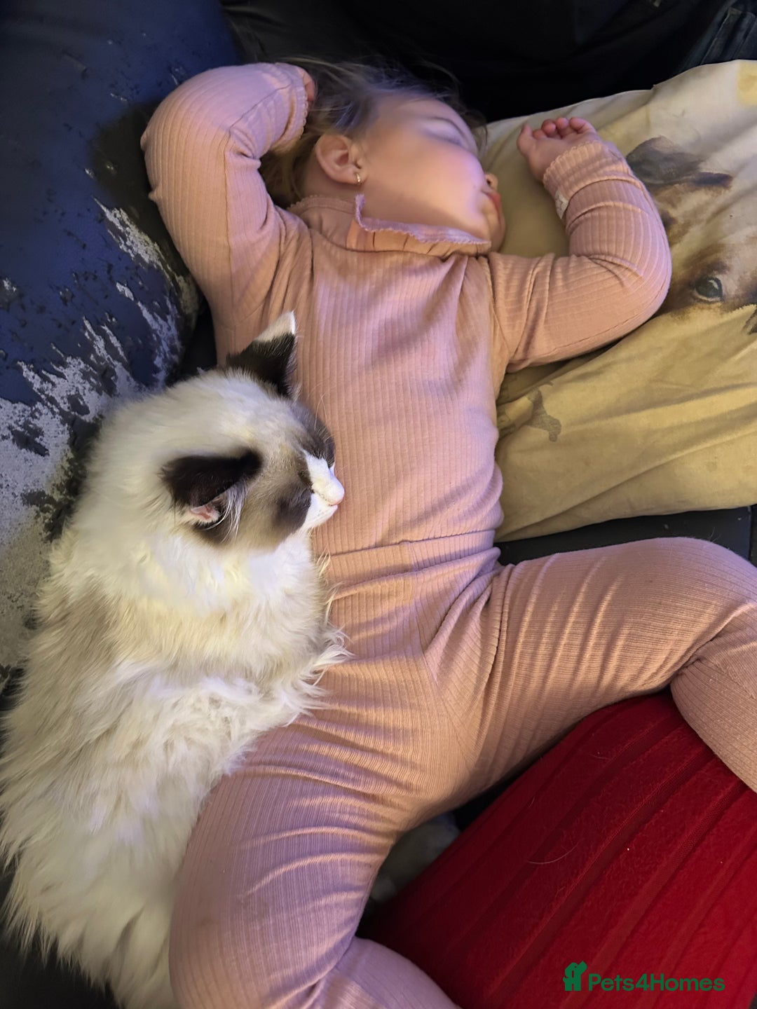 Ragdoll cats for sale: 2 brother ragdolls  - Image 10