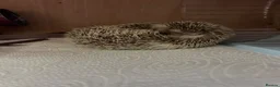 Pygmy Hedgehog rodents for sale: Hettie the Hedgehog - Advert 6