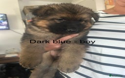 German Shepherd dogs for sale: Beautiful GSD pups - Image 15