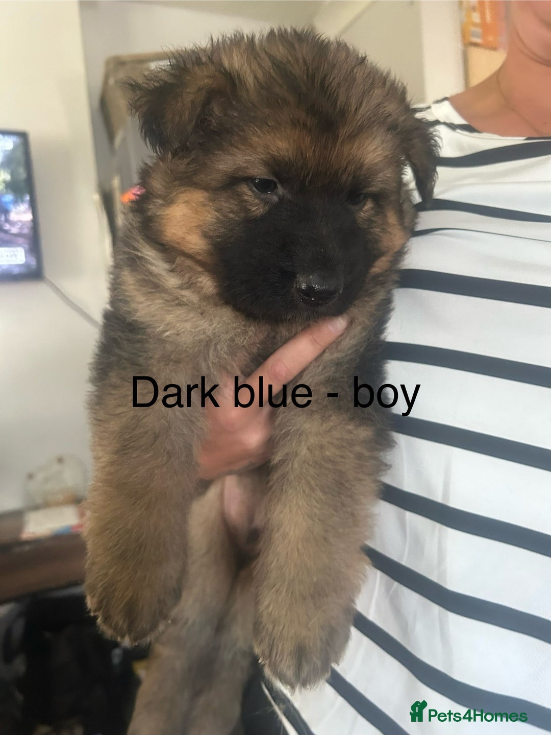 German Shepherd dogs for sale: Beautiful GSD pups - Image 15