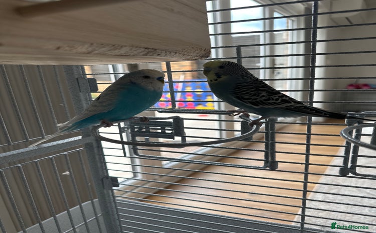 Budgerigars birds - Advert 1