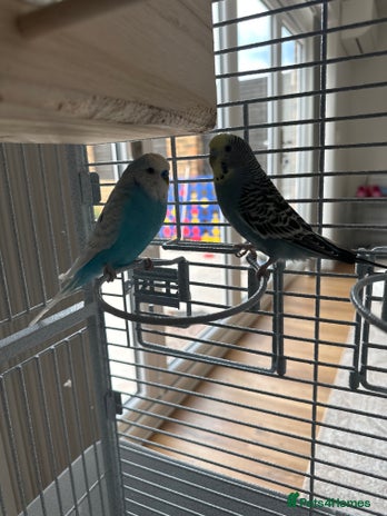 Budgerigars birds - Advert 14