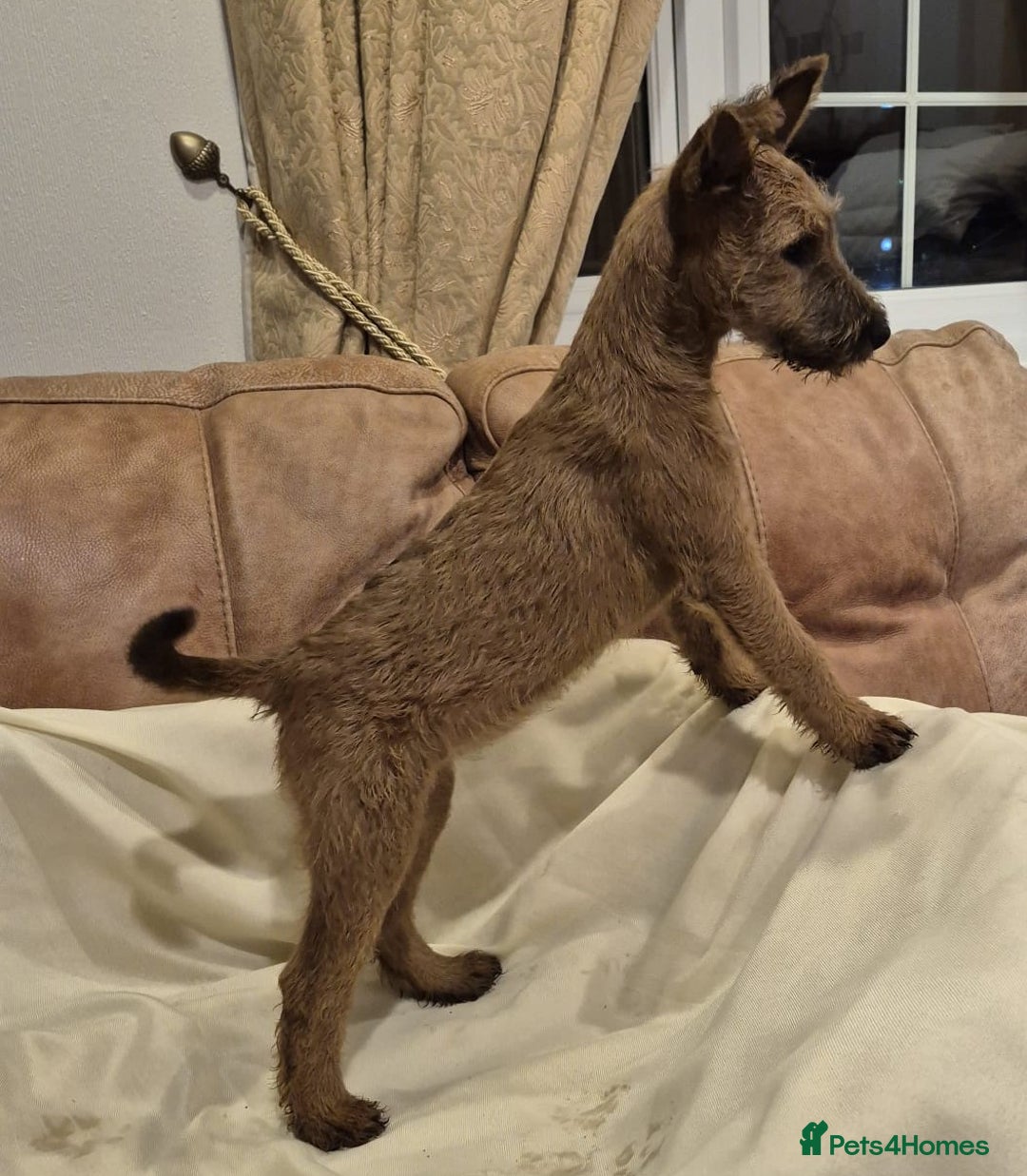 Irish Terrier dogs for sale: Special loving home required  - Advert 4