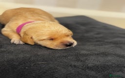 Labrador Retriever dogs for sale: Stunning, White/Yellow KC Registered Labrador Pups - Image 26