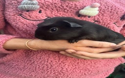 Guinea Pig rodents for sale: Male Guinea pigs  - Image 2