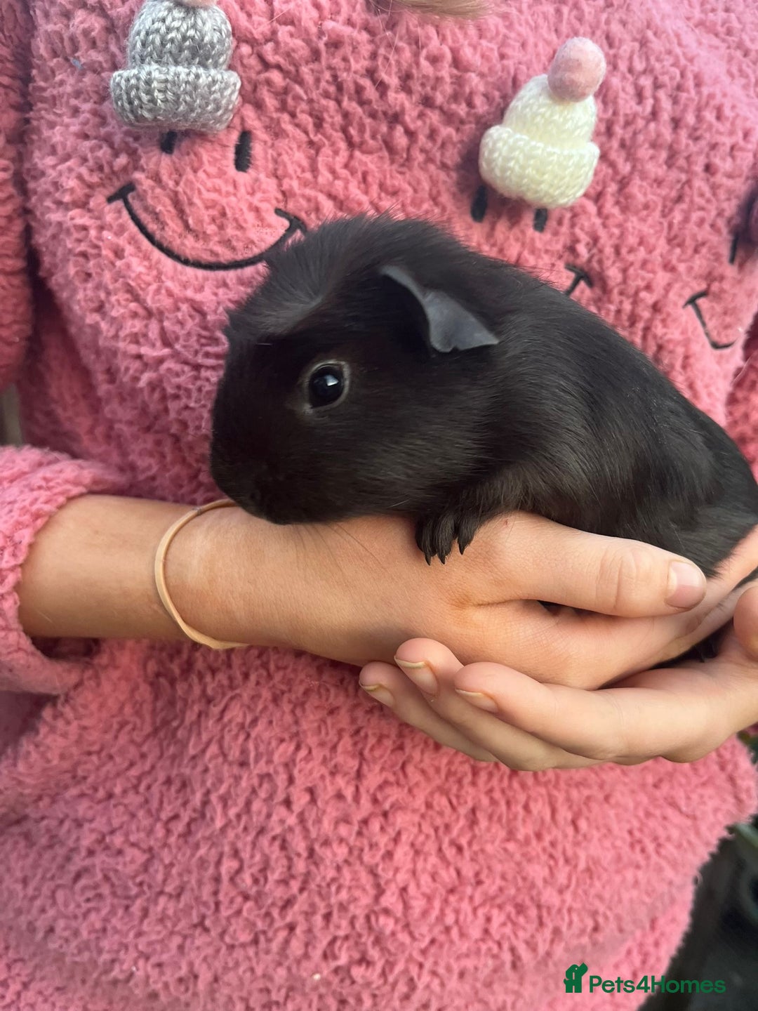 Guinea Pig rodents for sale: Male Guinea pigs  - Image 2