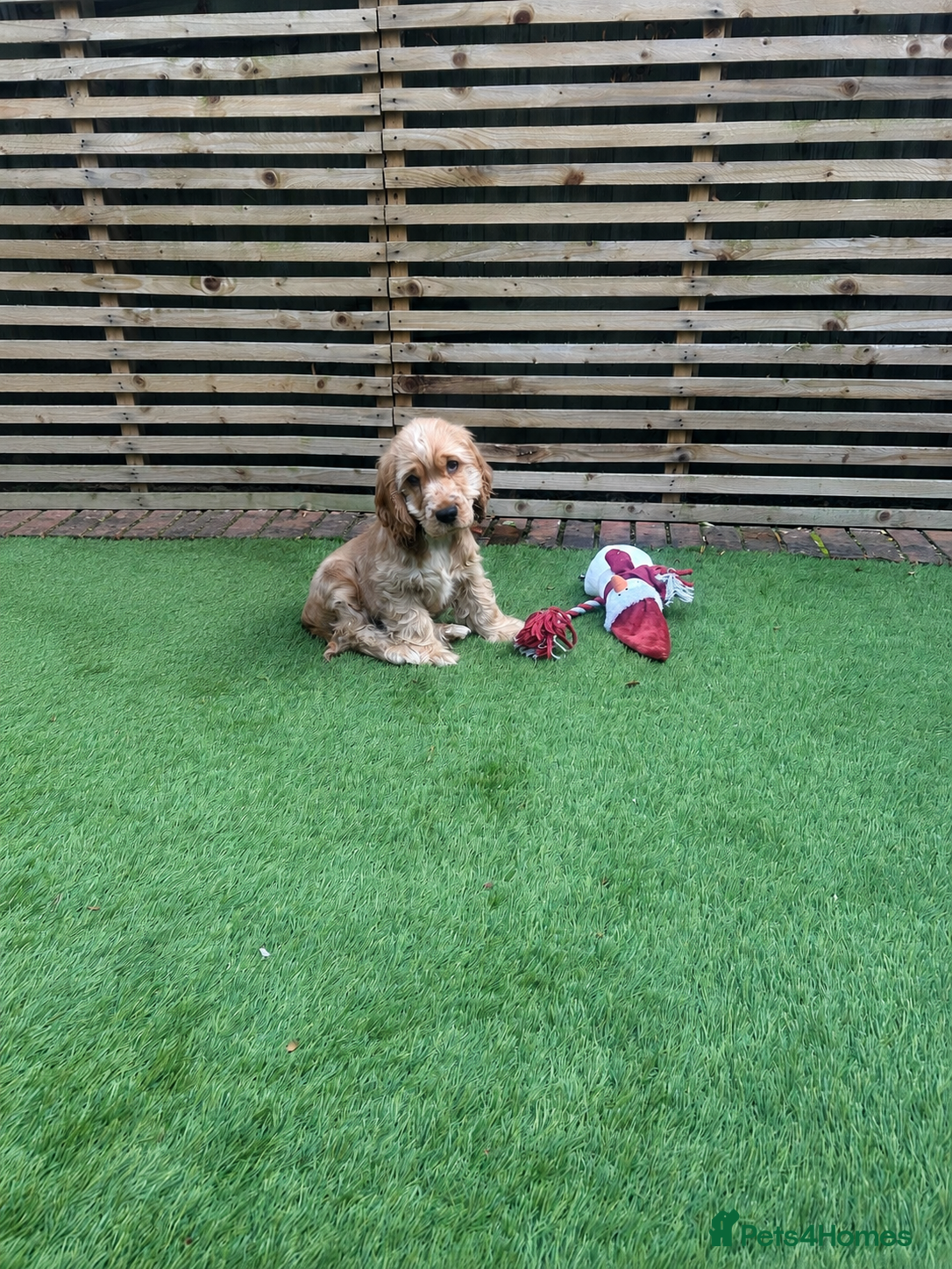 Cocker Spaniel dogs TRUE TO THE TYPE SHOW COCKER SPANIEL PUPPY 🐶 🐶🐶 - Advert 10
