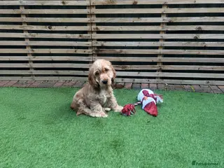 Cocker Spaniel dogs TRUE TO THE TYPE SHOW COCKER SPANIEL PUPPY 🐶 🐶🐶 - Advert 10