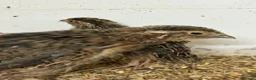 Quail poultry for sale: Japanese Quail for sale - Advert 3