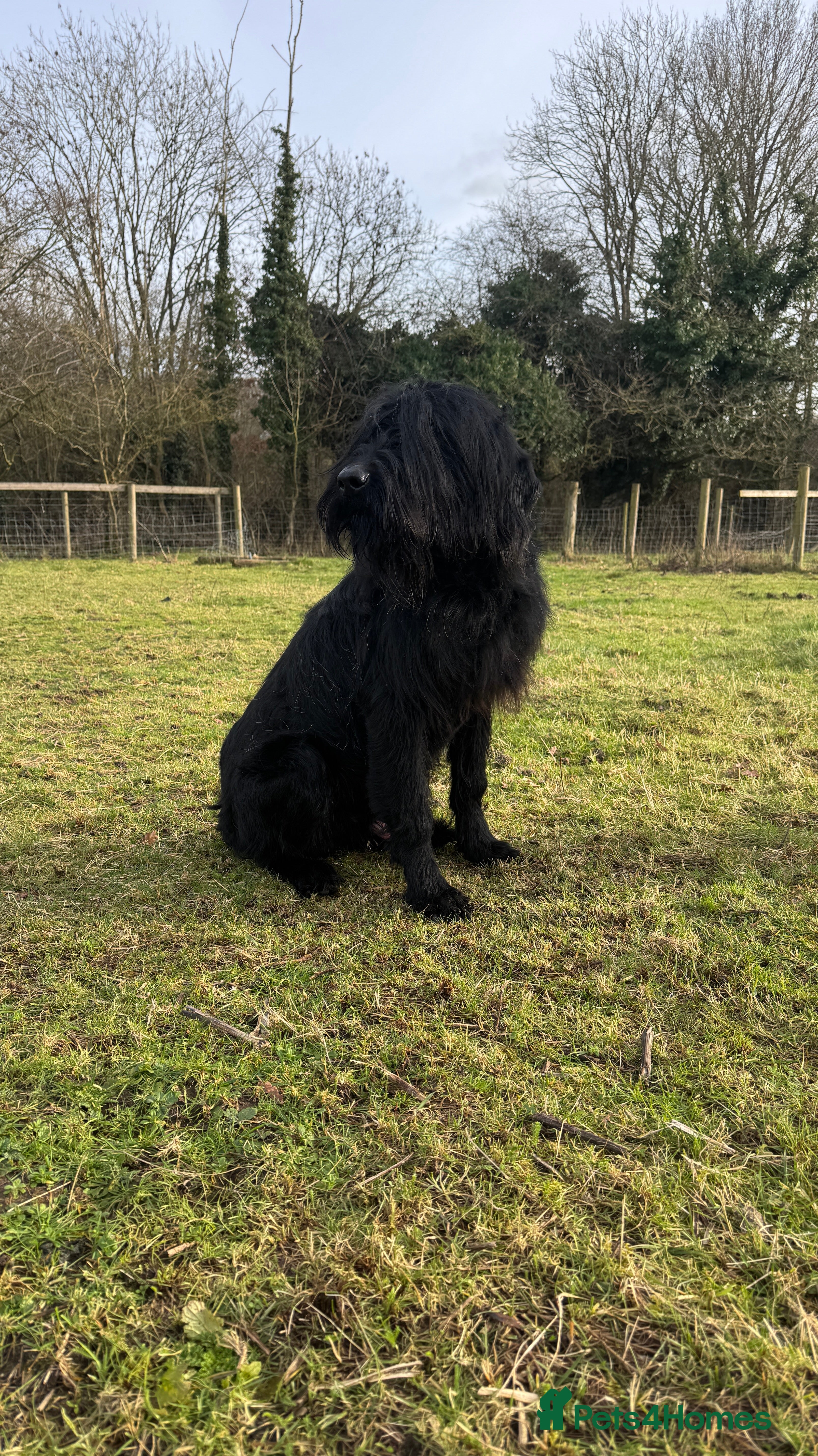 Giant Schnauzer dogs Bodie Boy available  - Advert 9