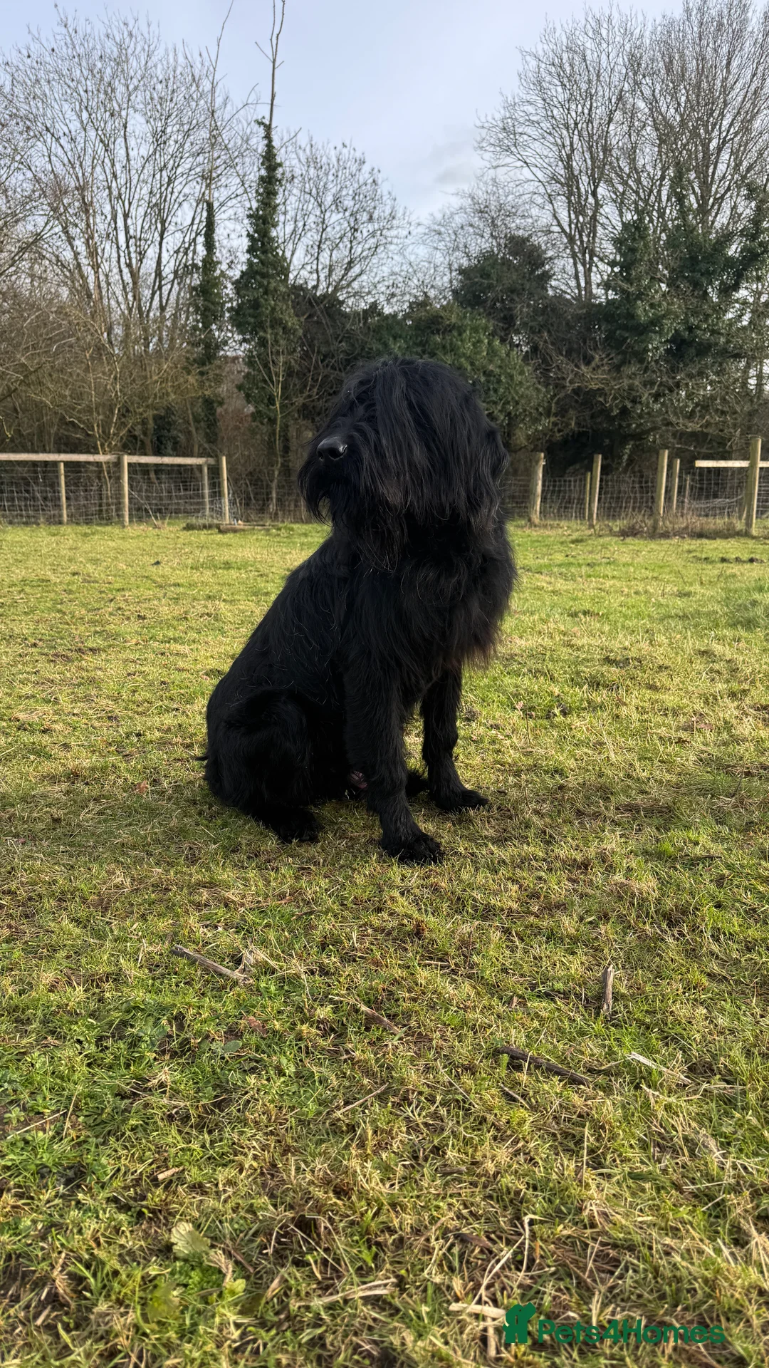 Giant Schnauzer dogs for sale: Bodie Boy available  - Advert 1