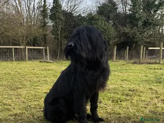 Giant Schnauzer dogs Bodie Boy available - Advert 9