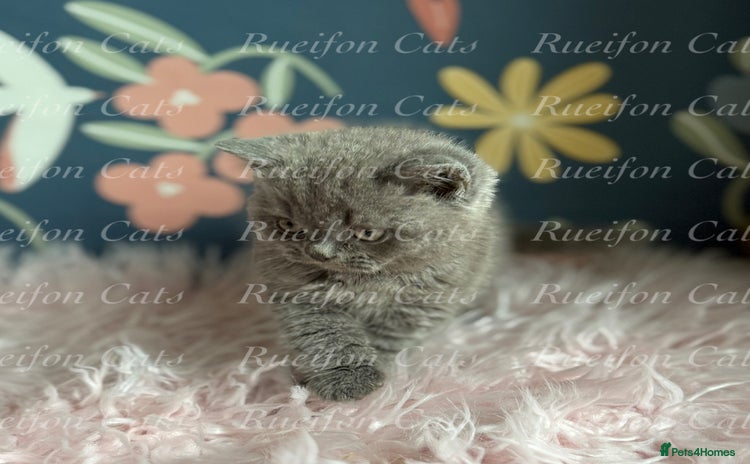 British Shorthair cats - Advert 9