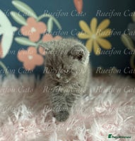 British Shorthair cats - Advert 4