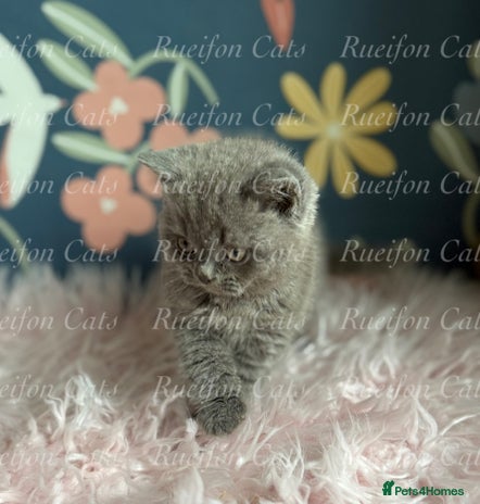 British Shorthair cats - Advert 9