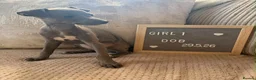 Italian Greyhound dogs for sale: Beautiful small Italian greyhound puppies  in London - Advert 11