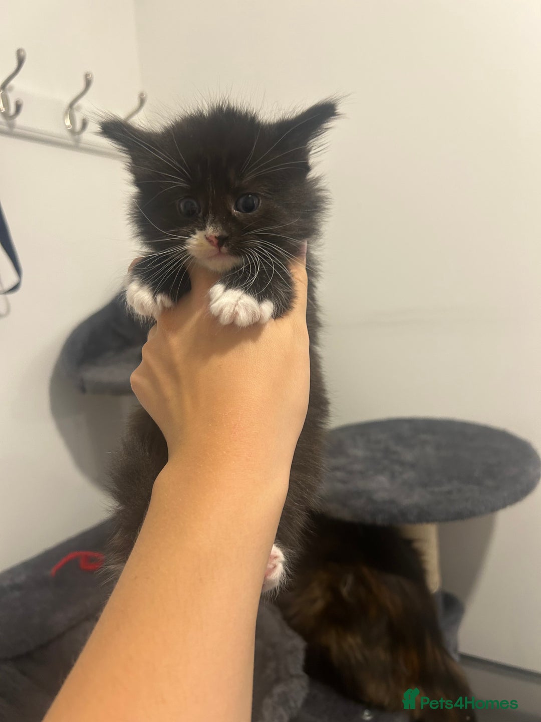 Maine Coon cats for sale: 3 male Maine coon cross kittens - Image 9