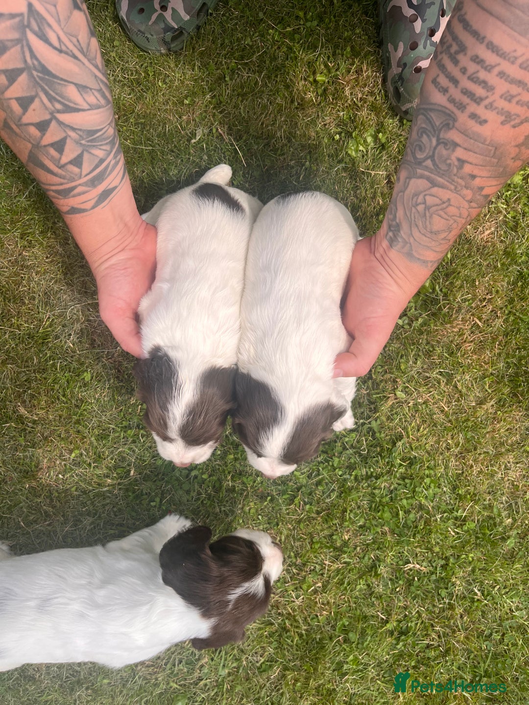 English Springer Spaniel dogs for sale: English springer spaniel - Image 7