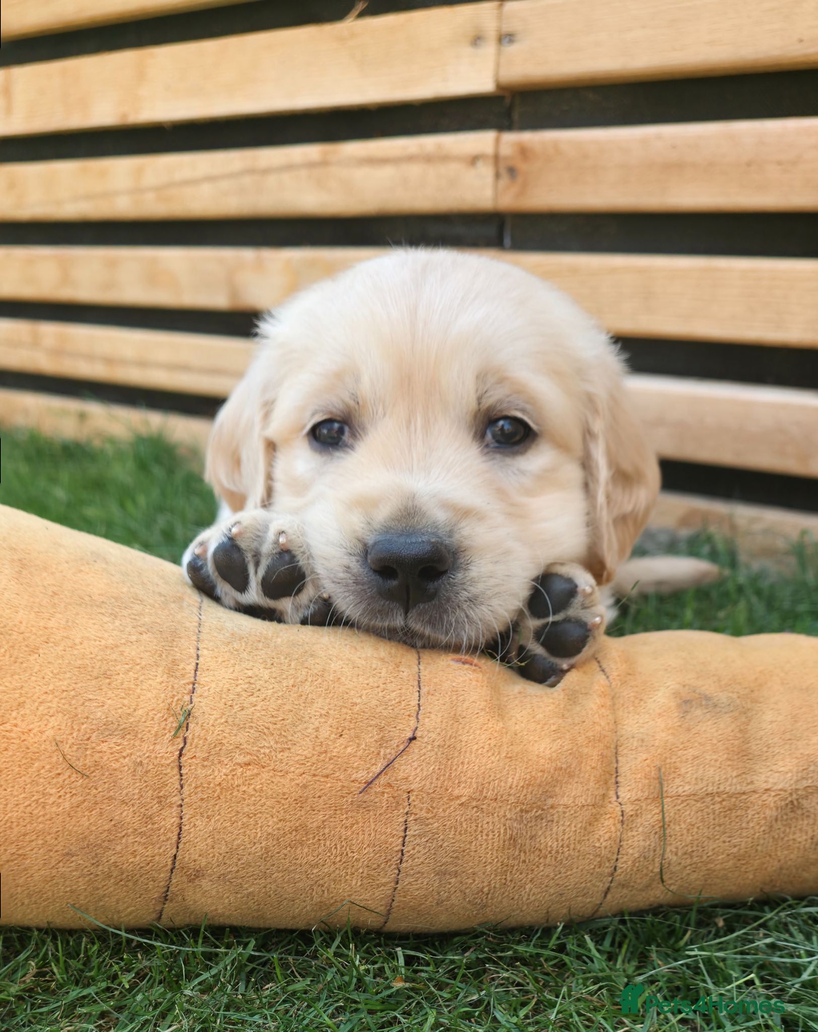 Golden Retriever dogs 5* Golden Retriver puppies - Advert 2