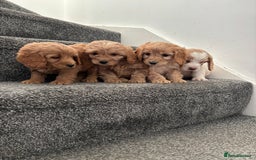 Maltipoo dogs for sale: Toy maltipoo puppies - Advert 3
