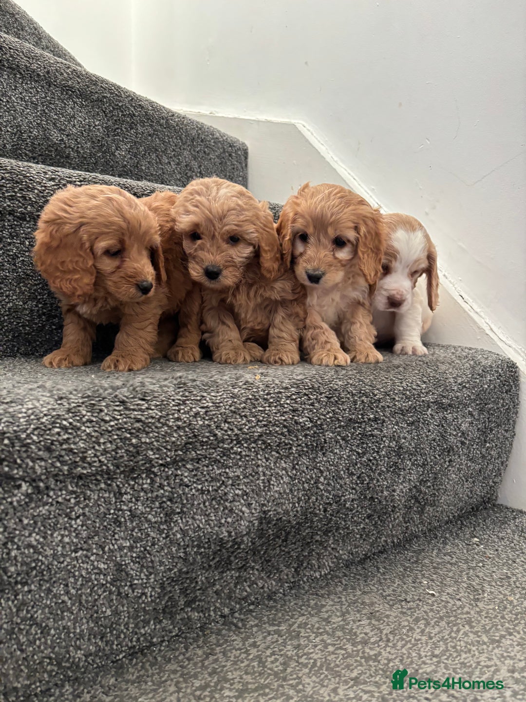 Maltipoo dogs for sale: Toy maltipoo puppies - Advert 3