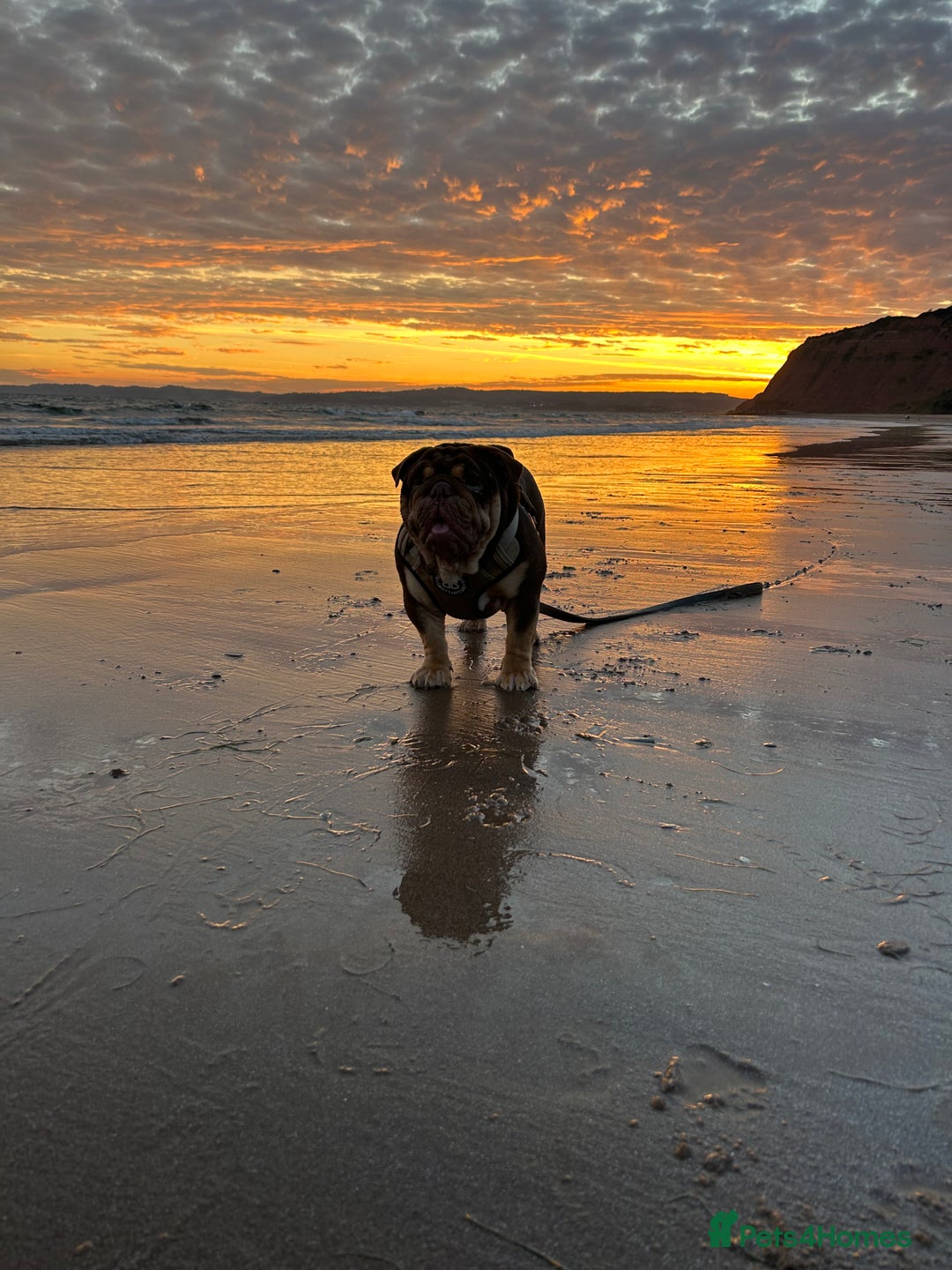 English Bulldog dogs for stud: Sons of king nemesis & epic bully (darling) in Southampton - Advert 2