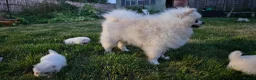 Pomeranian dogs for sale: Stunning Pomeranian Pups (teddy bear) in Berkhamsted - Advert 9