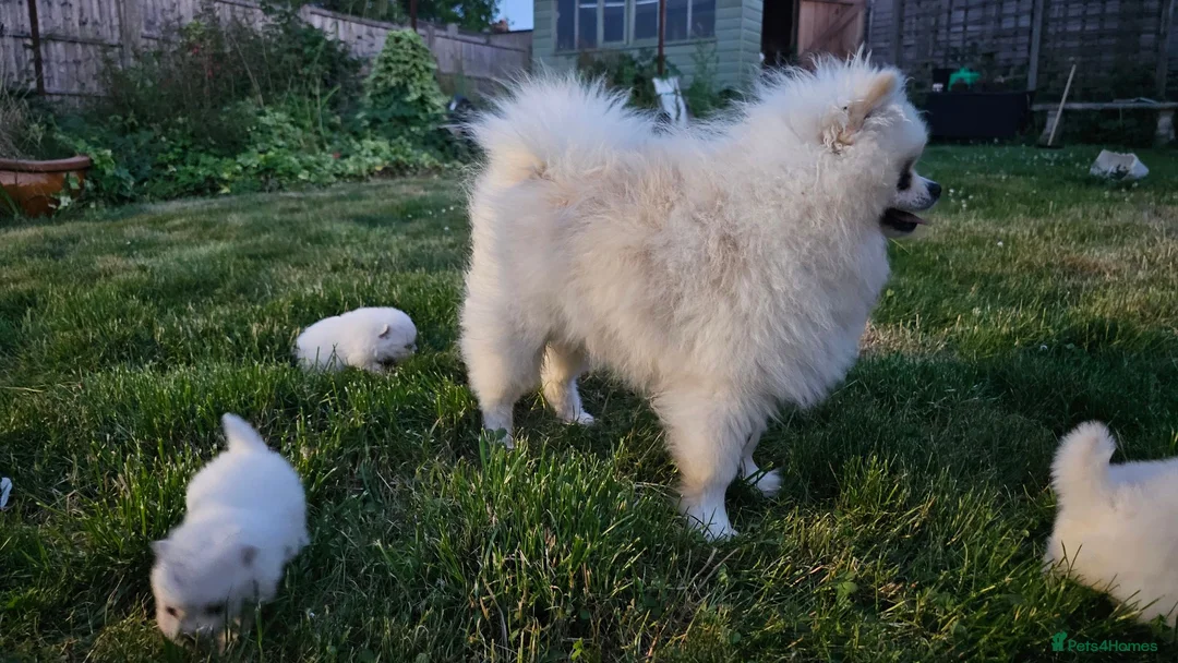 Pomeranian dogs for sale: Stunning Pomeranian Pups (teddy bear) in Berkhamsted - Advert 9