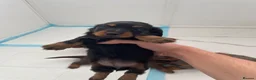 Miniature Dachshund dogs for sale: KC LONG HAIRED DACHSHUNDS  in Ipswich - Advert 3