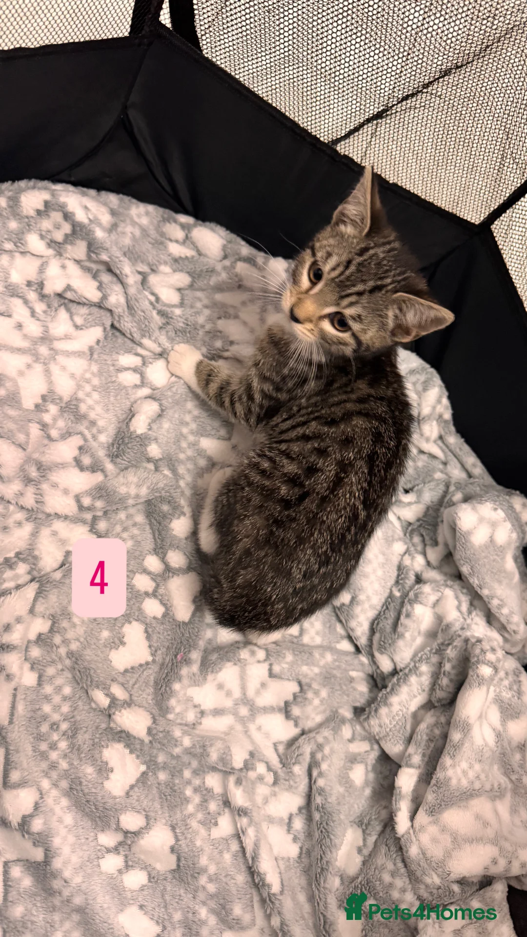 Mixed Breed cats for sale: Tabby Kittens available  - Advert 12