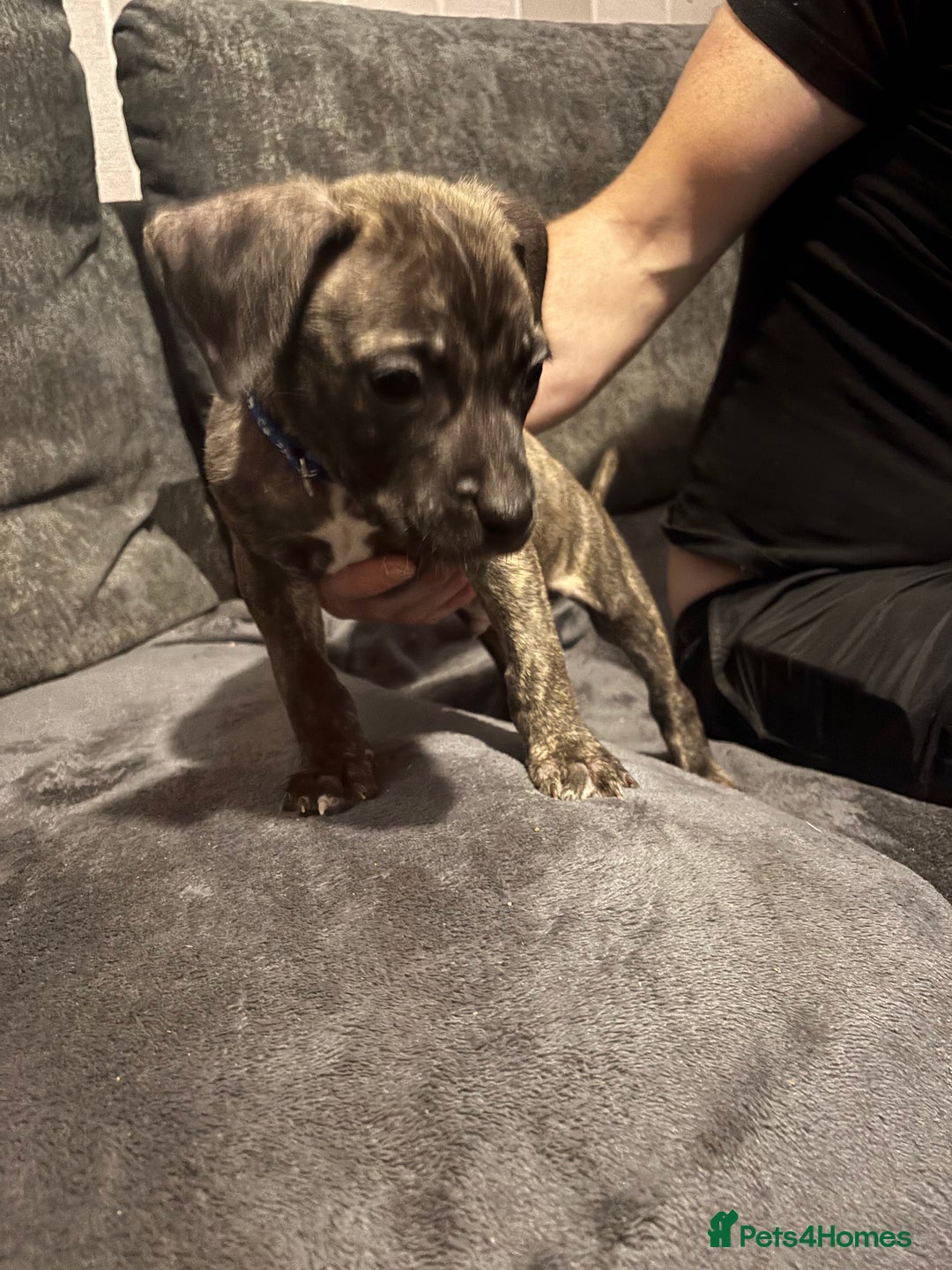 Mixed Breed dogs for sale: Cane corso x pressa pups ready to leave  - Advert 4