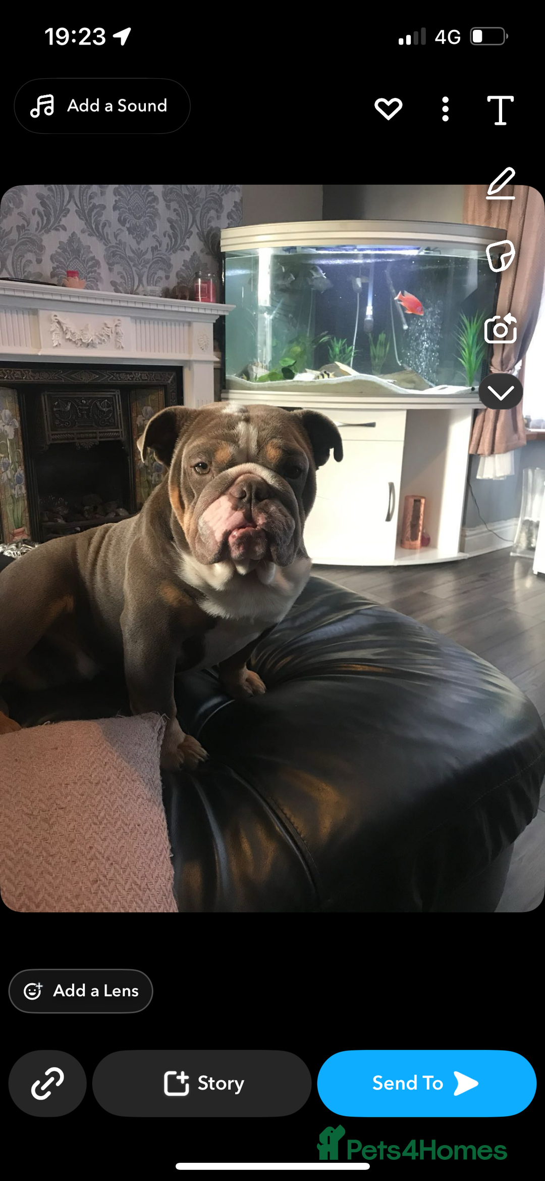 English Bulldog dogs for sale: Rehomimg due to break up - Image 11