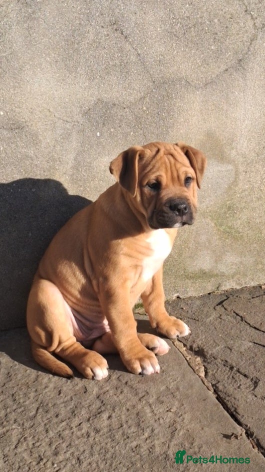 Mixed Breed dogs Beautiful pups, 2 little girls left  - Advert 4