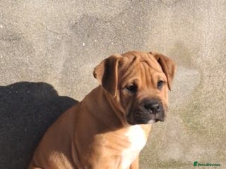 Mixed Breed dogs Beautiful pups, 2 little girls left - Advert 4