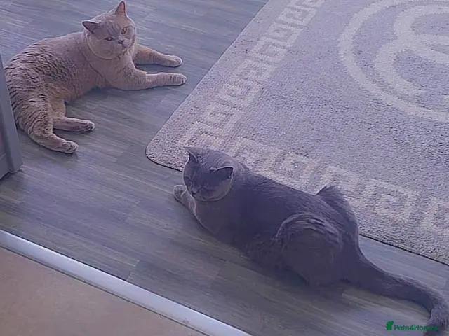 British Shorthair cats Beautiful British Champion Shorthair Kittens - Advert 10