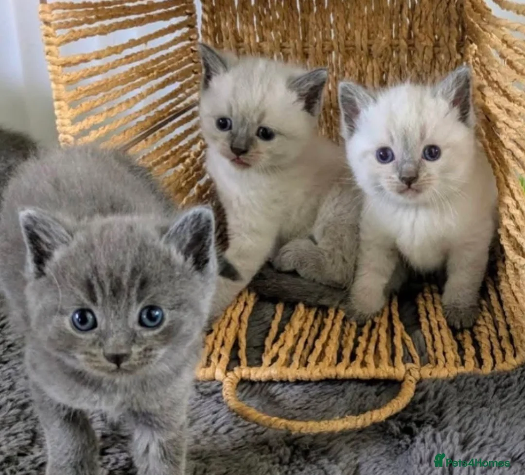 Ragdoll cats for sale: Ragdoll X British shorthaired kittens  - Advert 1