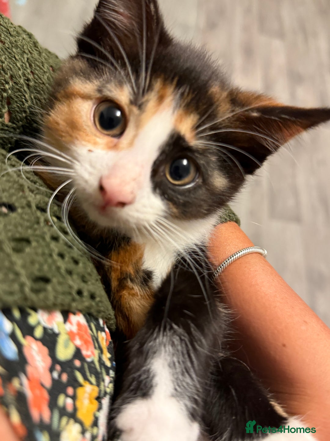 Mixed Breed cats for sale: Kittens for sale  - Image 2
