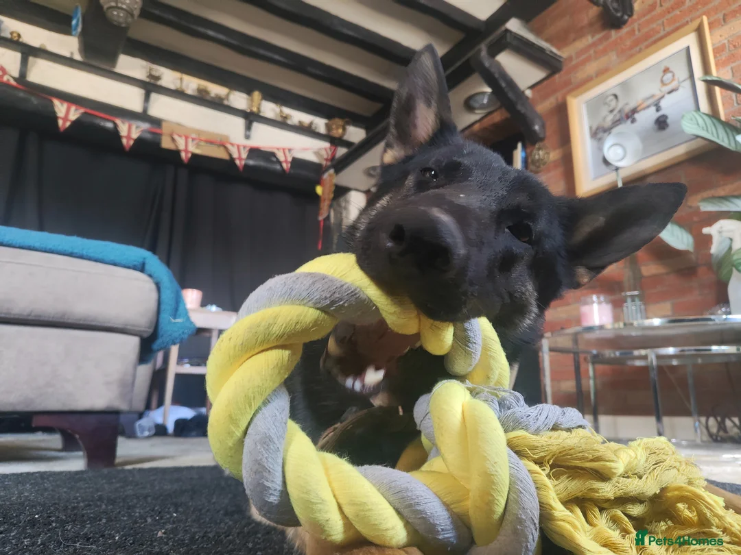 German Shepherd dogs for sale: Male German shepherd  - Advert 2