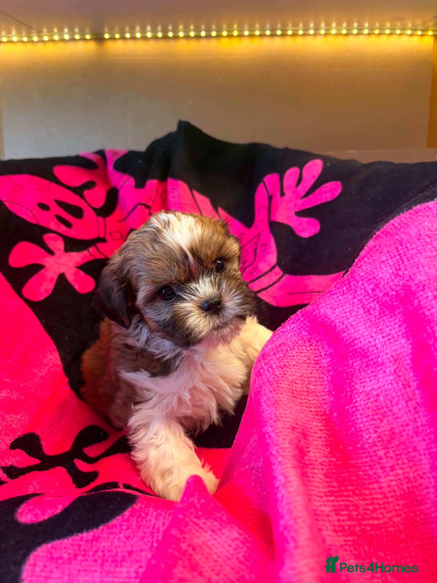 Shih Tzu dogs Adorable Shih Tzu Puppies – 3 Males & 3 Females - Advert 2
