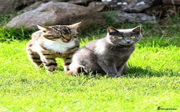 Mixed Breed cats for sale: Stunning home raised kittens  - Advert 1