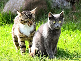 Mixed Breed cats Stunning home raised kittens - Advert 1