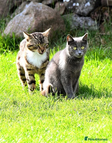 Mixed Breed cats Stunning home raised kittens - Advert 2