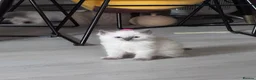 Ragdoll cats for sale: Ragkins Registered pedigree Ragdoll kittens  in Derby - Advert 29