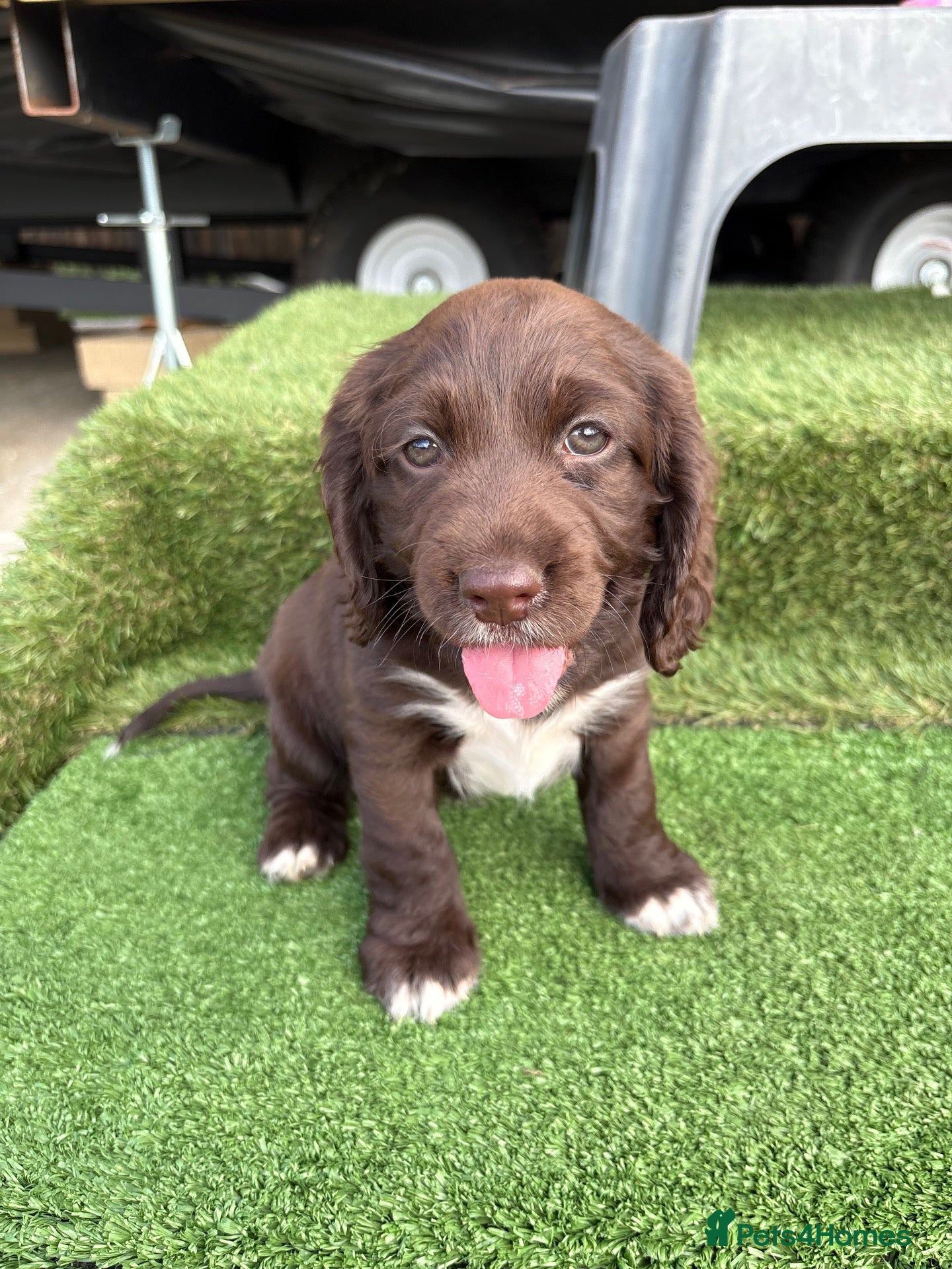 Cocker Spaniel dogs 4 showtype cocker spaniel puppies - Advert 1