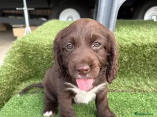 Cocker Spaniel dogs 4 showtype cocker spaniel puppies - Advert 1
