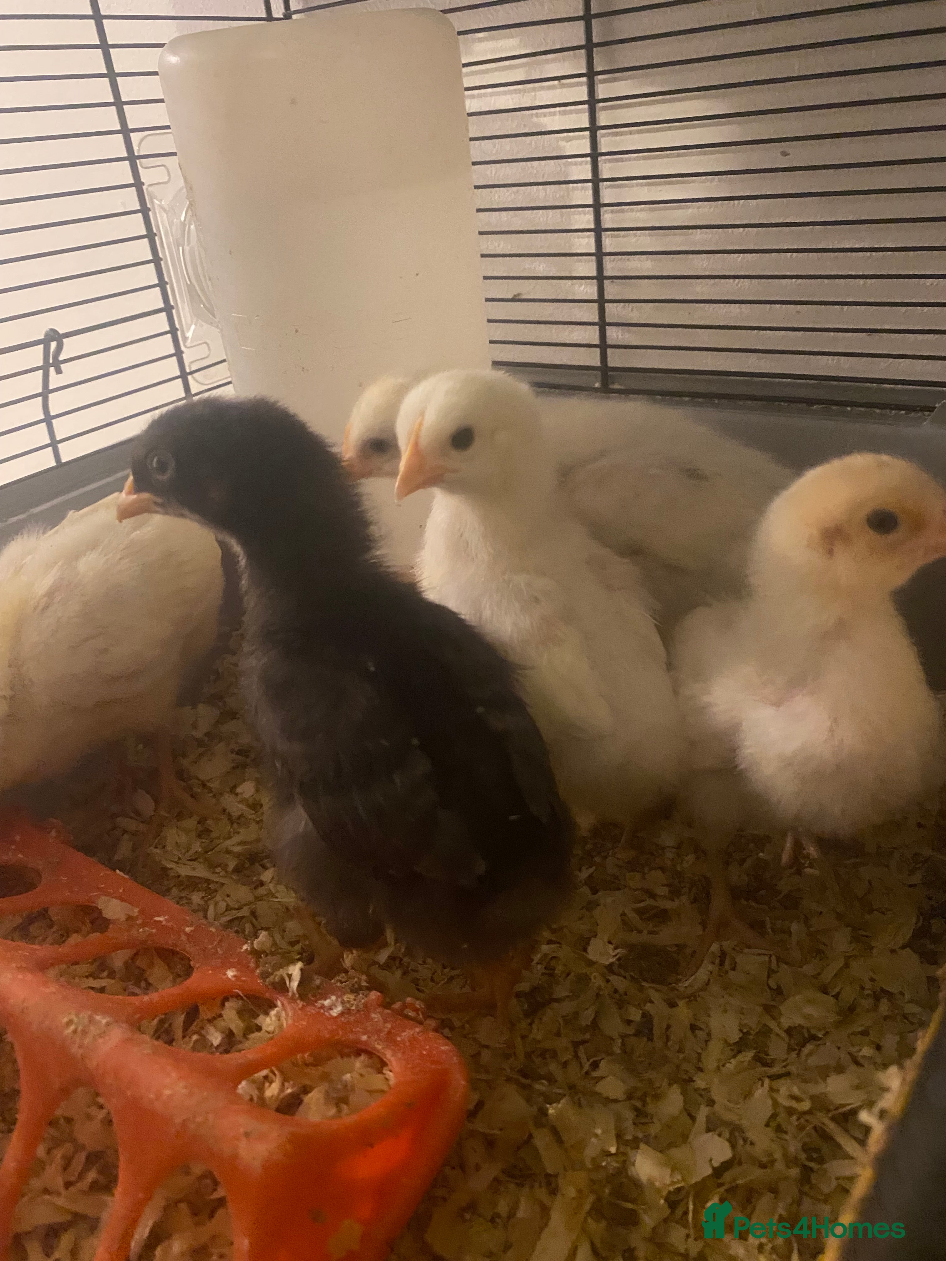 Chickens poultry Hybrid chicks & hatching equipment  - Advert 16