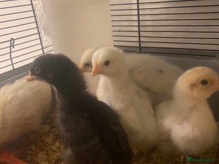 Chickens poultry Hybrid chicks & hatching equipment - Advert 16